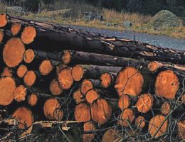 Observatorio de las actividades forestales y los proyectos de industrialización