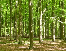 Desarrollo de incentivos para la conservación del monte nativo en la cuenca del Río Uruguay