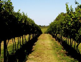 Evaluación ambiental de la producción agropecuaria de la zona Oeste de Montevideo