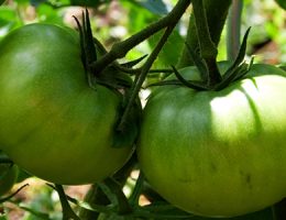 Aumentando la capacidad para la innovación, la productividad y el acceso a mercados